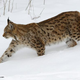 Illustration for article titled Caturday - Lynx lynx Edition